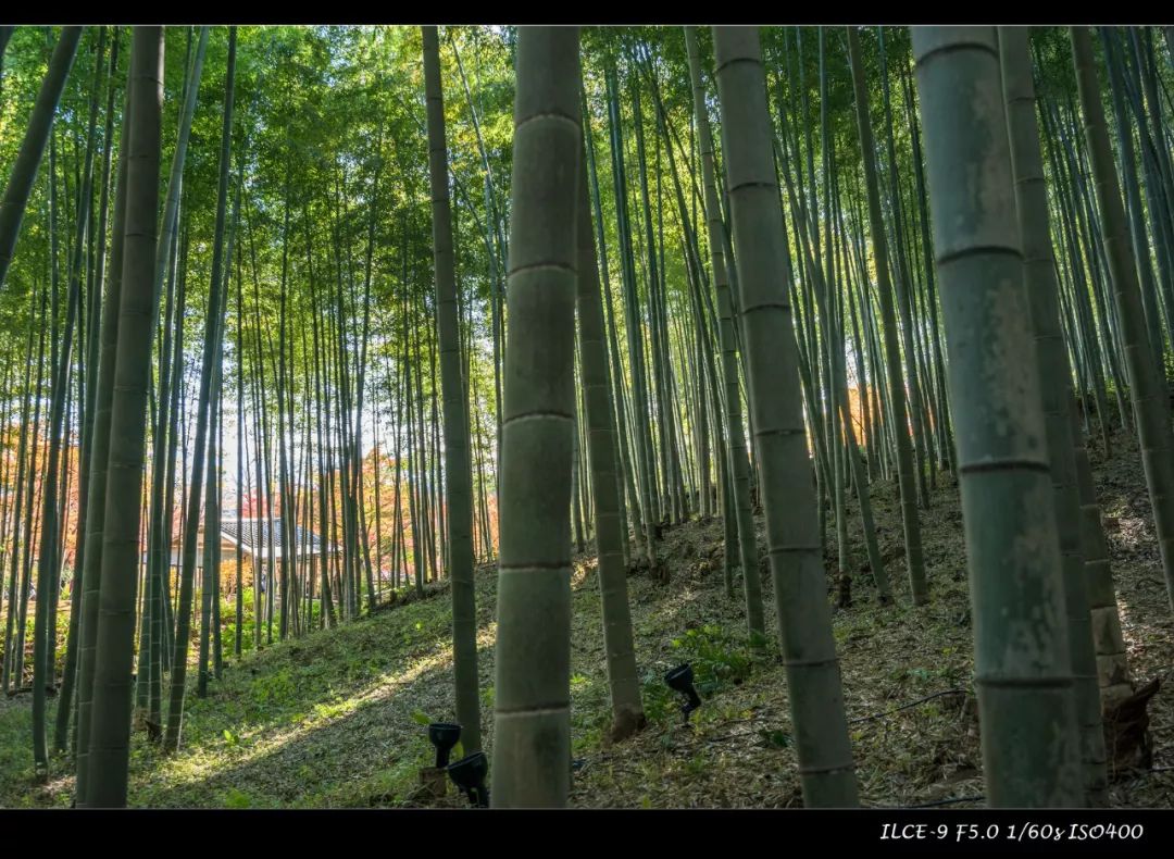 狗哥的热评,狗哥热评