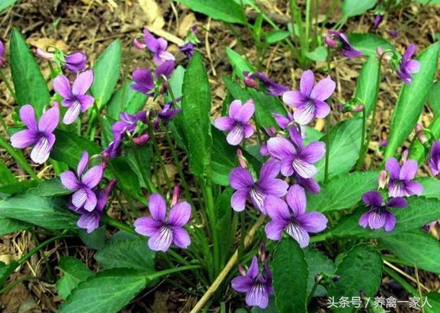 苦地丁草能养鸡吗,养鸡人必看的100个技巧