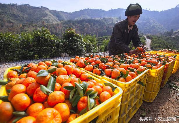 柑橘受冻后怎么修剪,柑橘干旱施肥技术措施