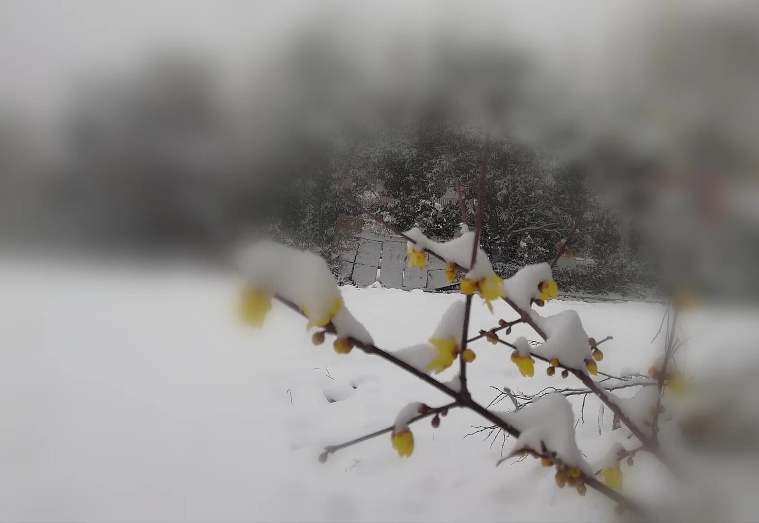 你下你的雪，我跳我的舞！