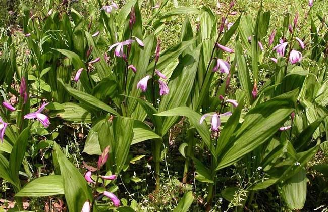 这几年农村种植什么东西最有前途,农村目前最有前景的种植作物