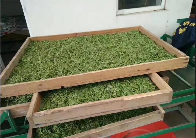 选择信阳最好毛尖茶怎么选,信阳高端毛尖茶冲泡带雾