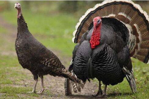 火鸡饲养管理及养殖技术,以及火鸡产蛋期饲养管理方法!