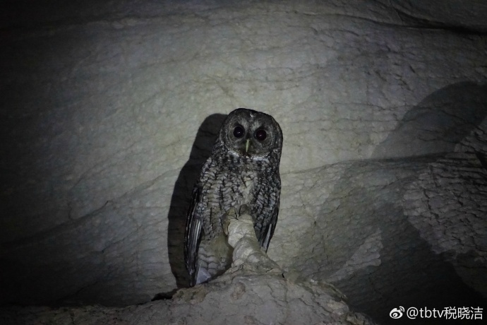 探索湖北五峰虎眼天坑,湖北天坑未解之谜