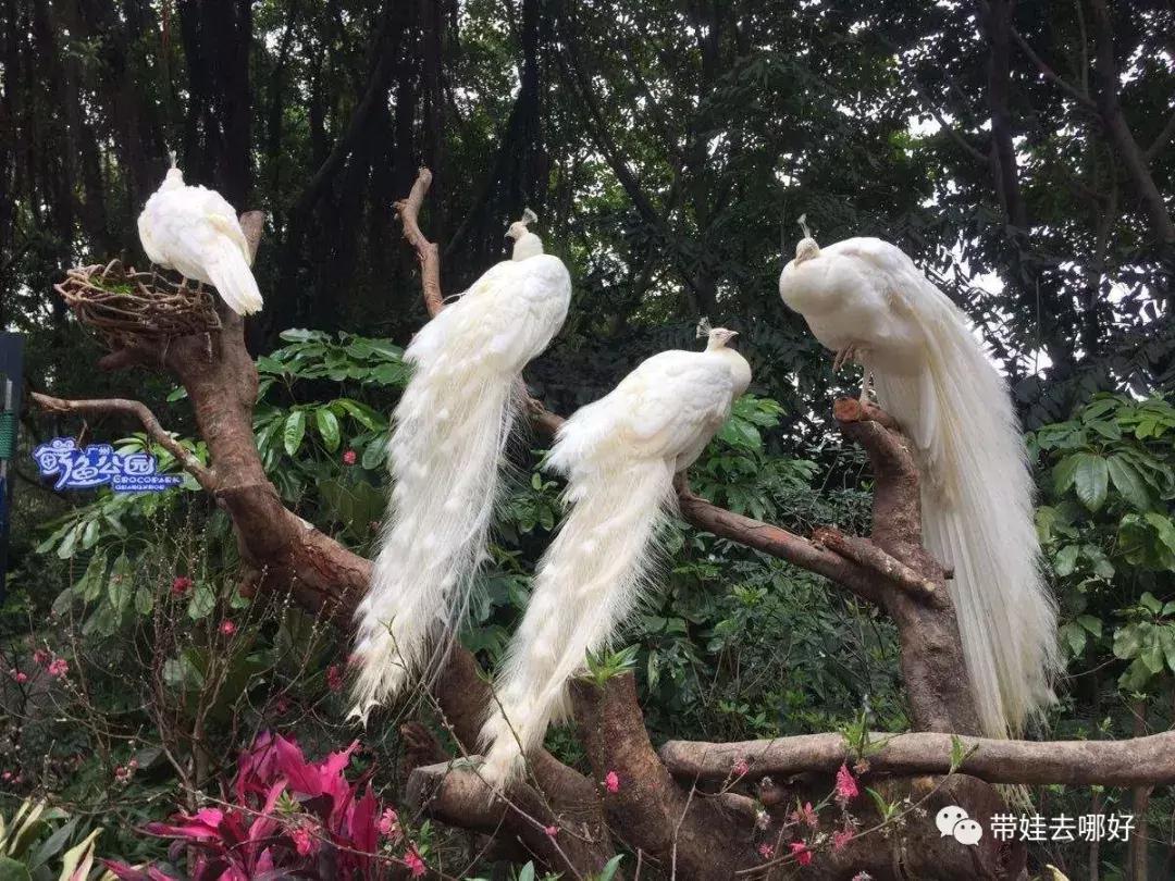 3天两晚广州长隆旅游攻略,广州长隆欢乐世界游玩攻略2021