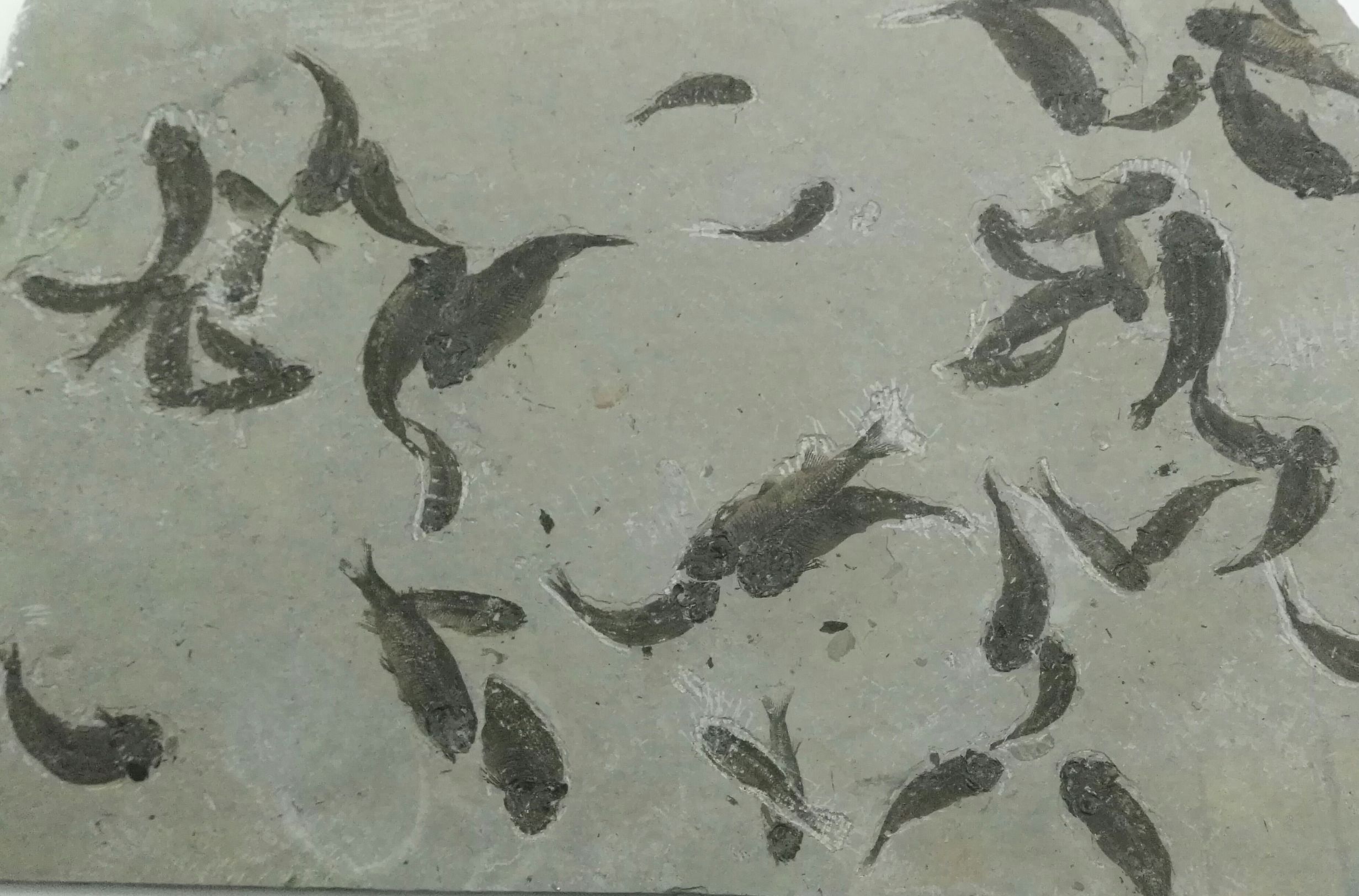 生命是什么最经典的回答,真正的生命是什么样的