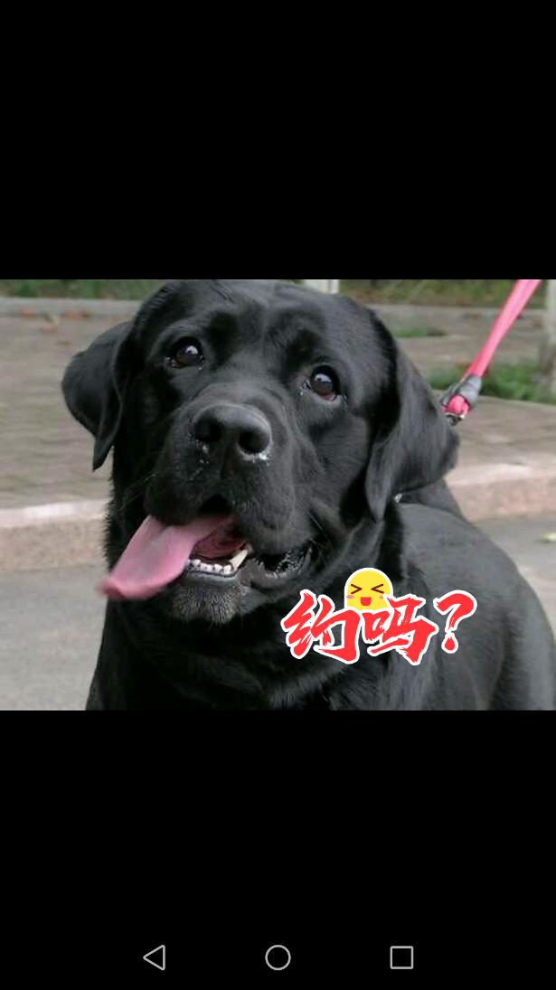 拉布拉多幼犬得传染病,拉布拉多犬得了狗瘟能活多久