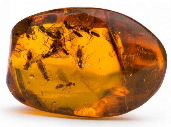 有图有真相有依据,有图有真相藏品