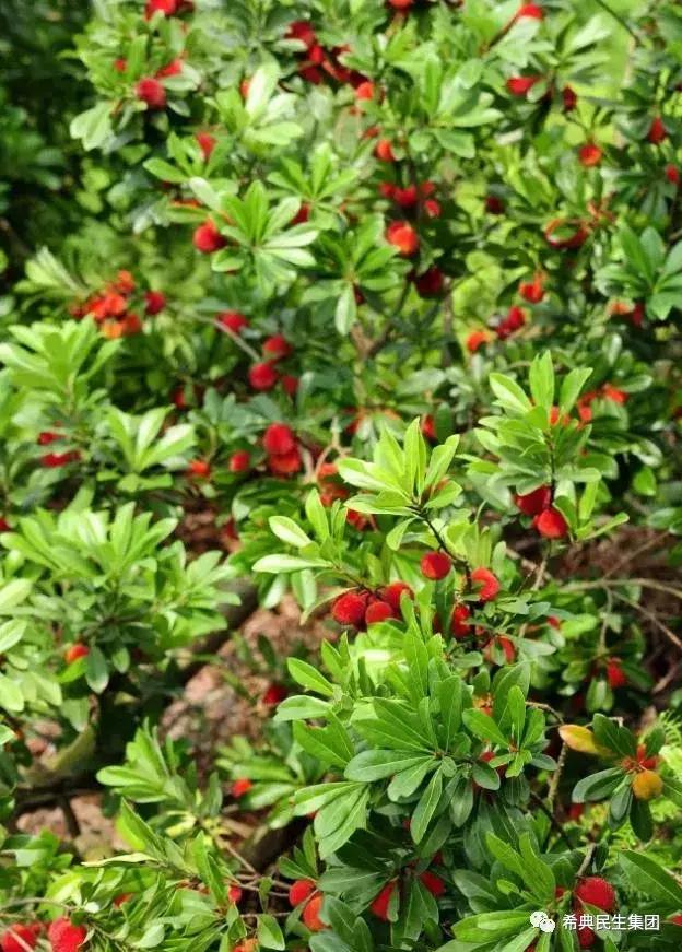 红颜醉杨梅酒,红颜醉杨梅