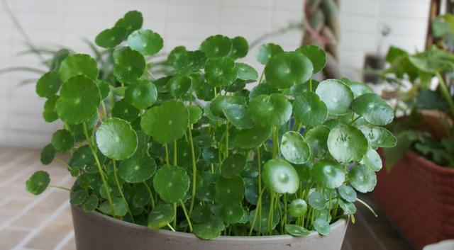 一盆盐水除甲醛可反复用吗,除甲醛切勿仅靠这两种方法