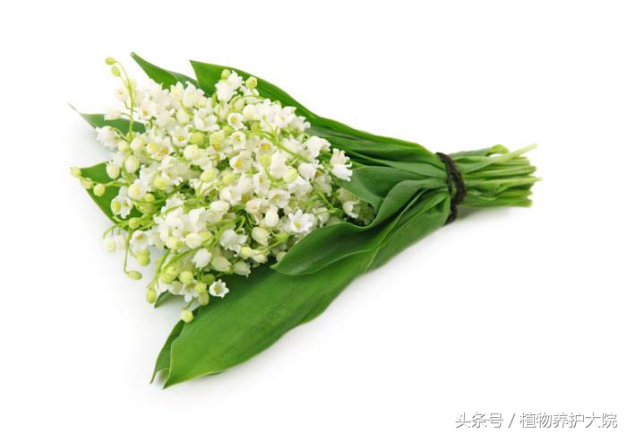 每日花语100句,每日花语夹竹桃