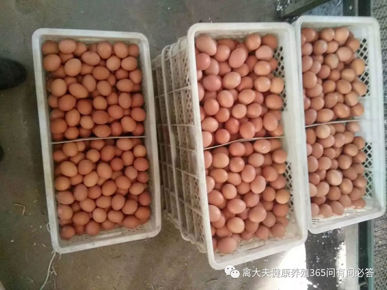 外国禽流感的最新状况,国内禽流感的最新状况