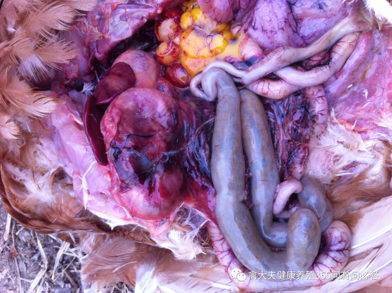 外国禽流感的最新状况,国内禽流感的最新状况