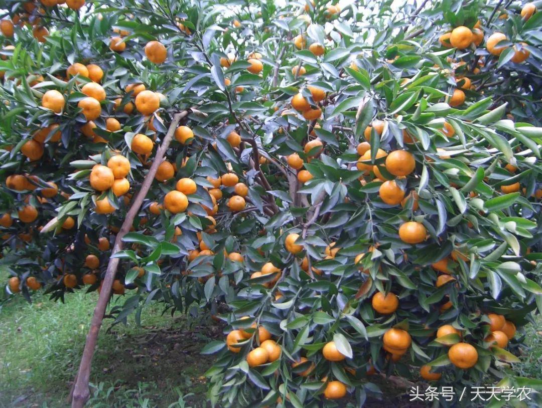 广西沃柑和象山红美人,柑橘品种大全绿柑