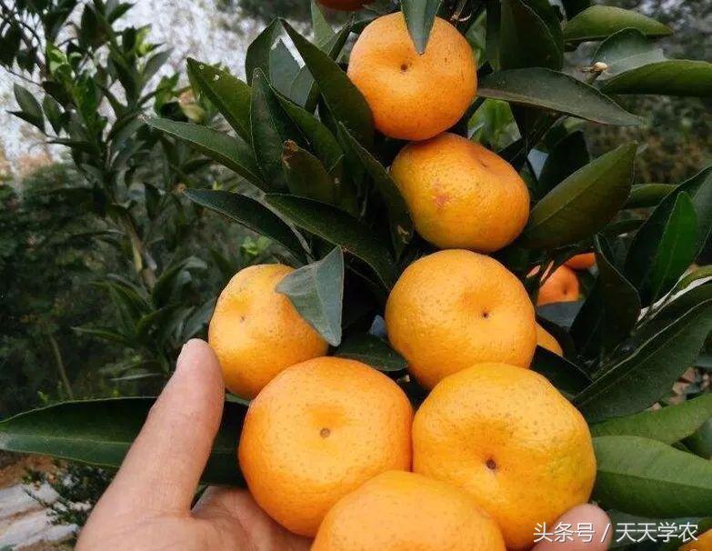 广西沃柑和象山红美人,柑橘品种大全绿柑