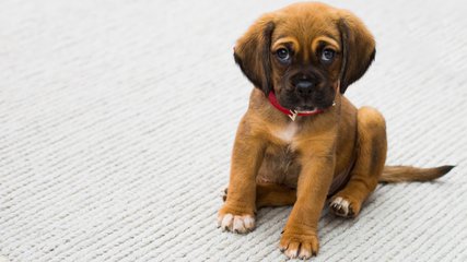 狗狗细小病毒发病率可达50%，大家注意！