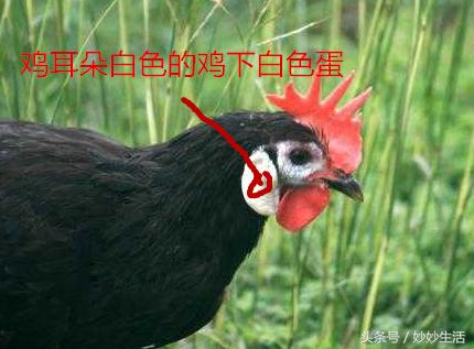 粉壳蛋好还是红壳蛋好,粉壳鸡蛋与普通鸡蛋的区别