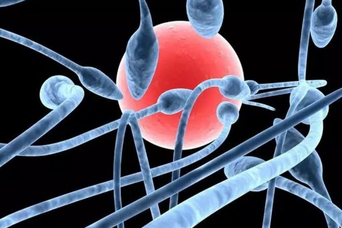 男性精子所有知识,如何判断精子死精