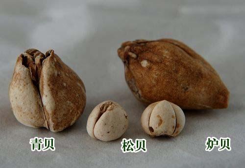 贝母止咳,贝母草药