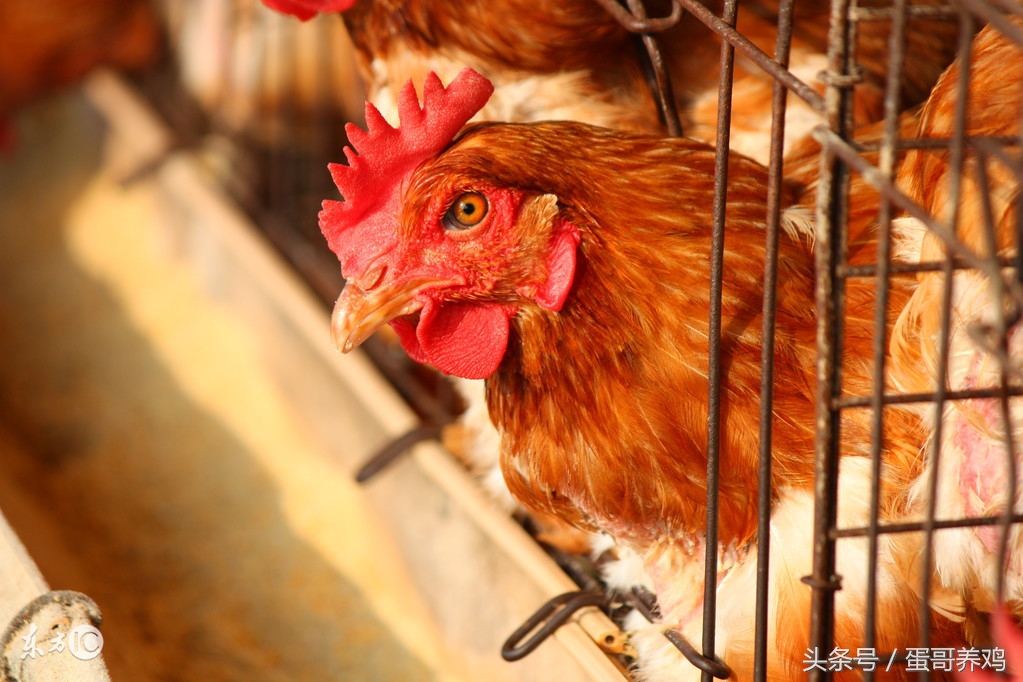 畜禽养殖散养户缴纳环保税,养殖环保税是每年吗