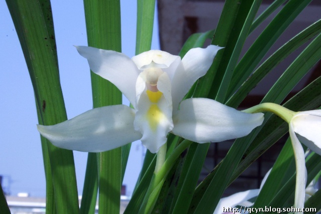价值百万的兰花是什么品种,价值百万的兰花草