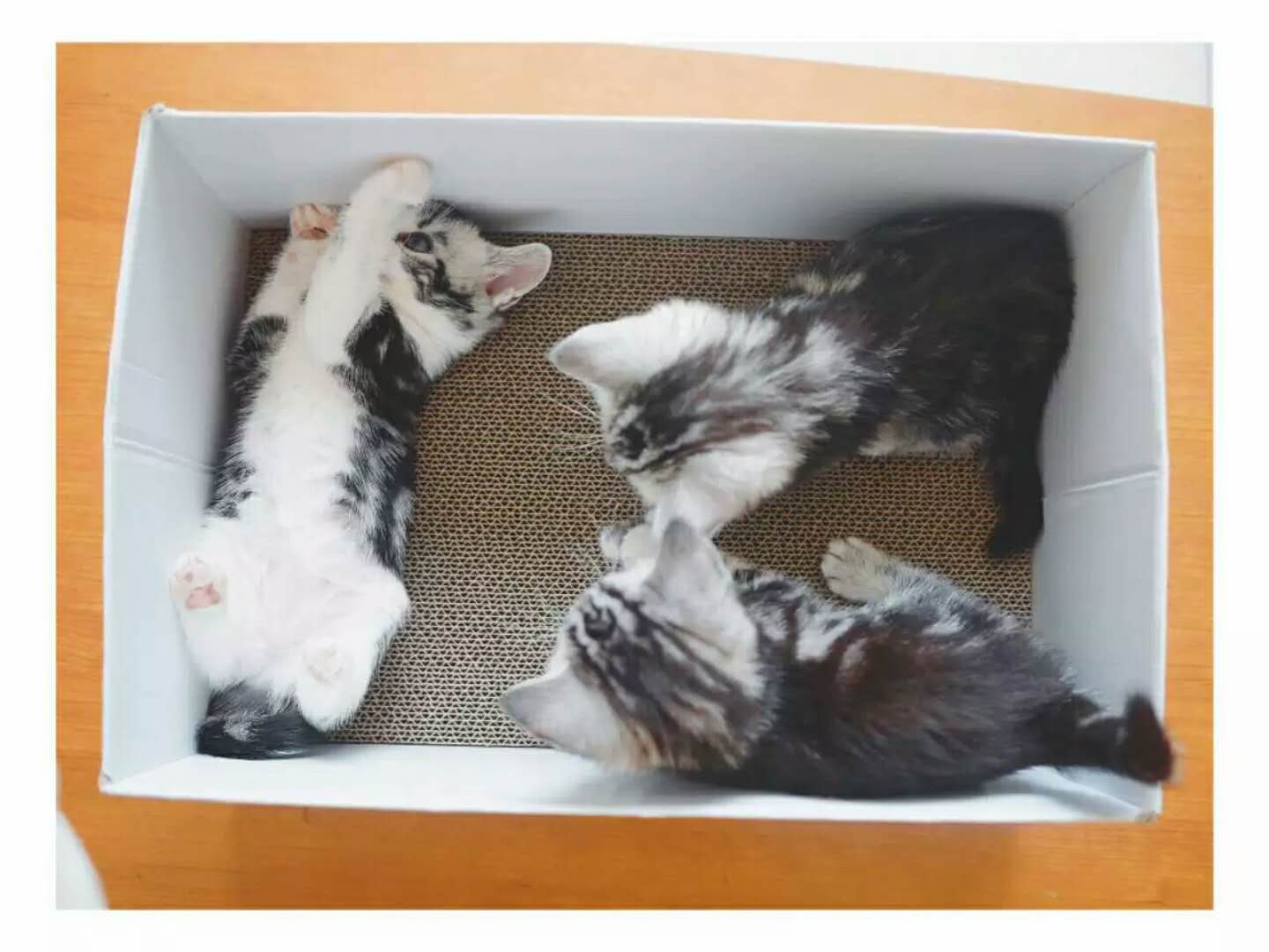 猫咪撸毛用哪一种,猫毛可以分几种类型