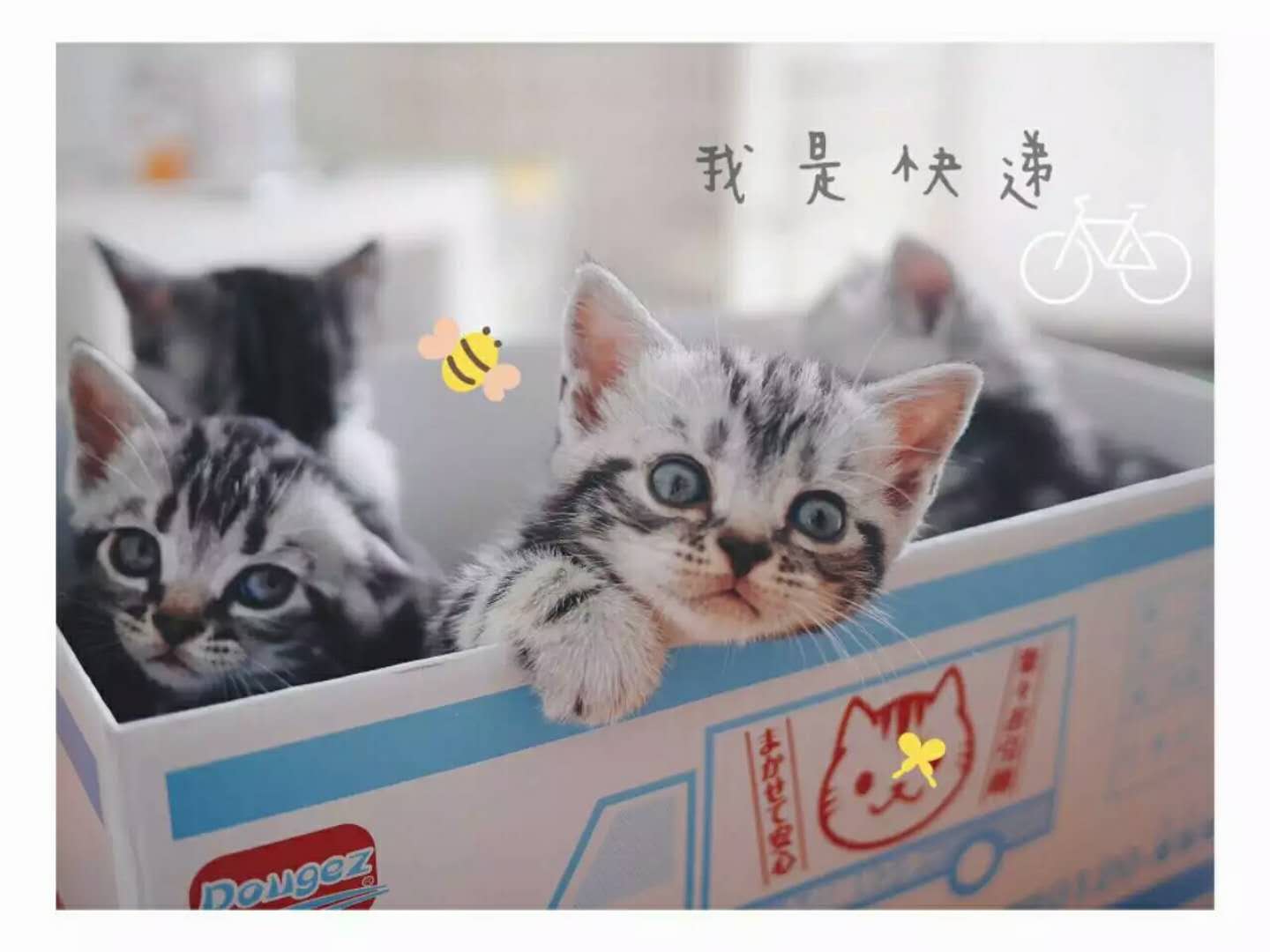 猫咪撸毛用哪一种,猫毛可以分几种类型