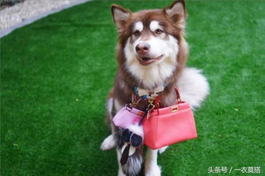 奢侈品稀奇古怪的东西测评,奢侈品奇奇怪怪的物品