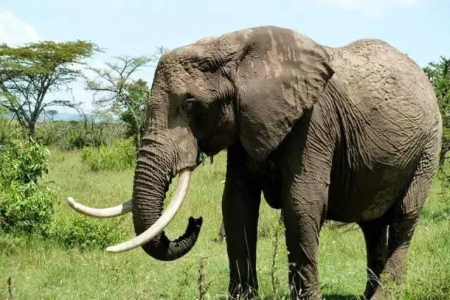 五种不能上当的文玩,这几种文玩戴着邪性千万不要碰