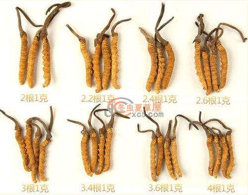 中药冬虫夏草多少钱一条,中药冬虫夏草多少钱1根