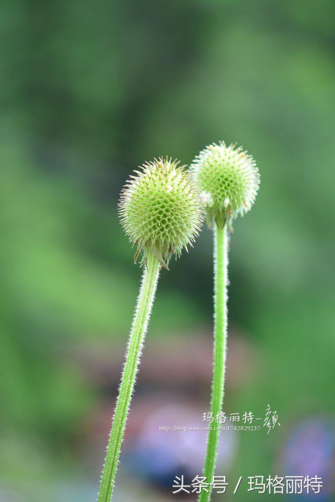 植物笔记解读视频,植物笔记关于花