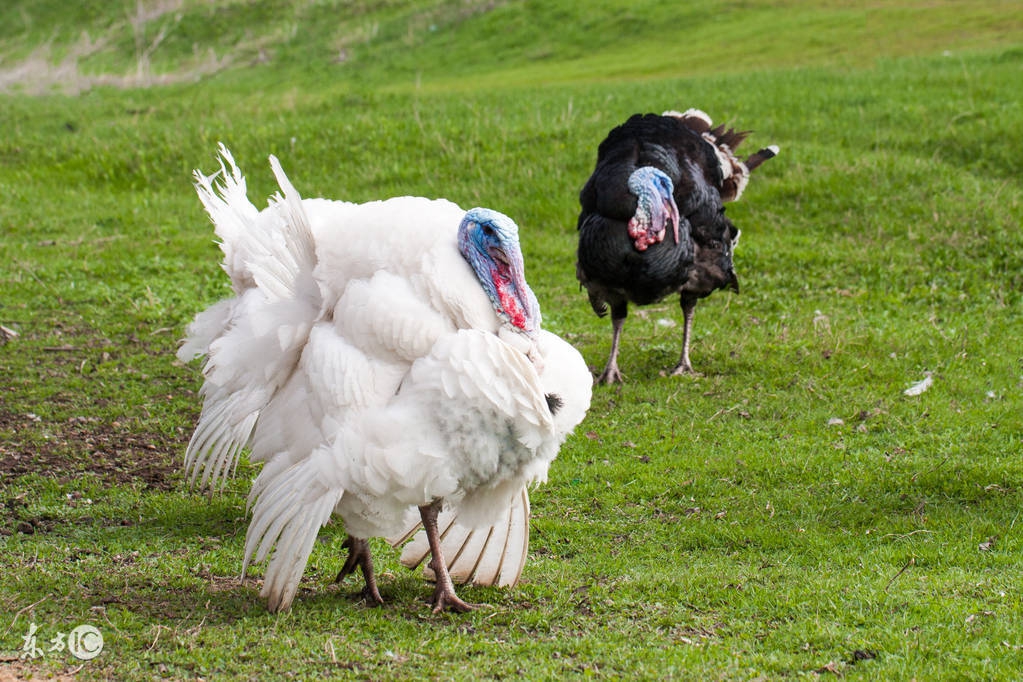 火鸡饲养管理及养殖技术,以及火鸡产蛋期饲养管理方法!