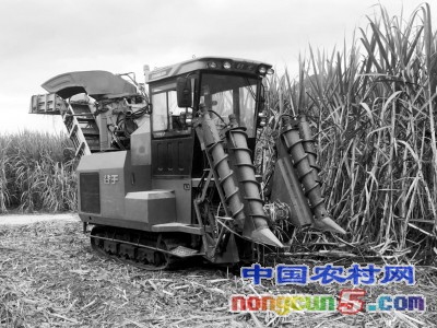 广西崇左:租着租着就把农机搞到手了