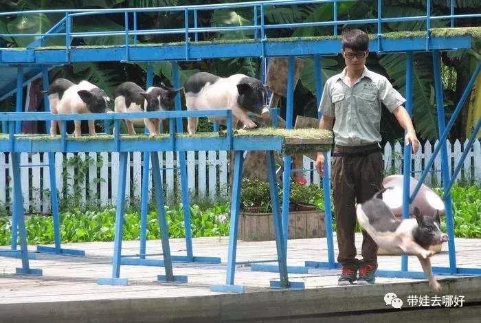 3天两晚广州长隆旅游攻略,广州长隆欢乐世界游玩攻略2021