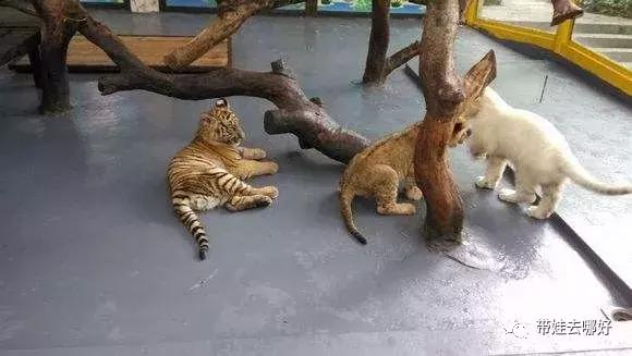 3天两晚广州长隆旅游攻略,广州长隆欢乐世界游玩攻略2021