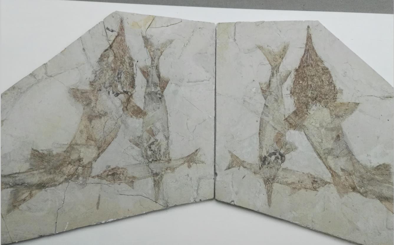 生命是什么最经典的回答,真正的生命是什么样的