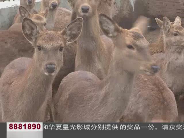 雨山湖动物园,马鞍山雨山湖动物园