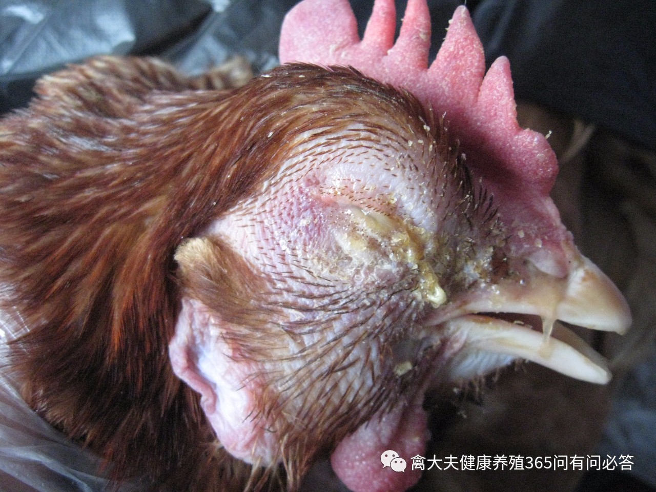 外国禽流感的最新状况,国内禽流感的最新状况