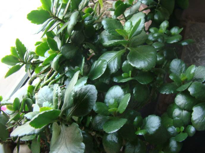 蟹爪兰叶子越来越薄施什么肥,怎样能让花叶子长得好