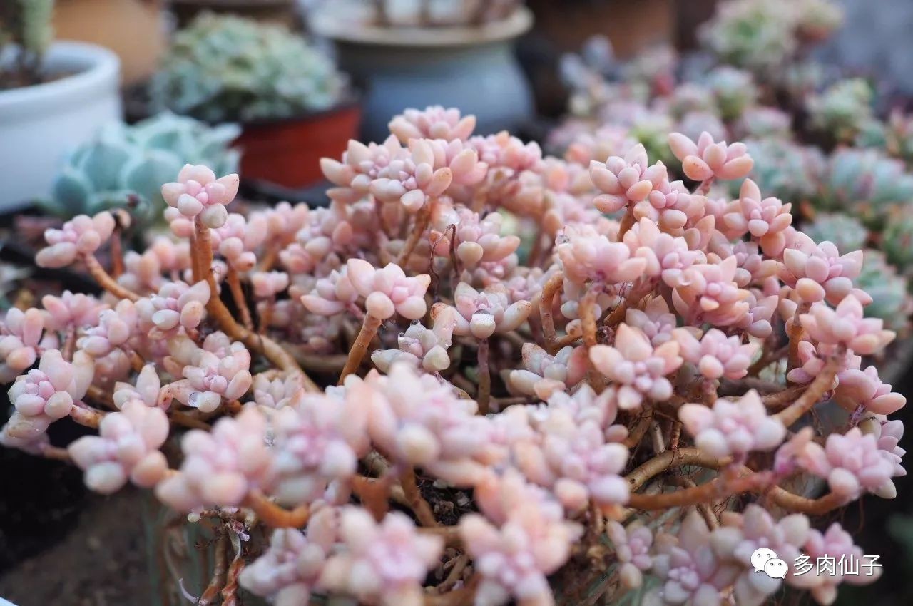 多肉很便宜了怎么养,多肉最难伺候的方法