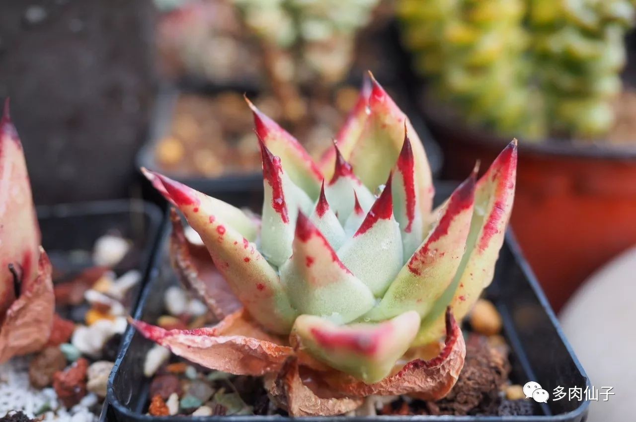 多肉很便宜了怎么养,多肉最难伺候的方法
