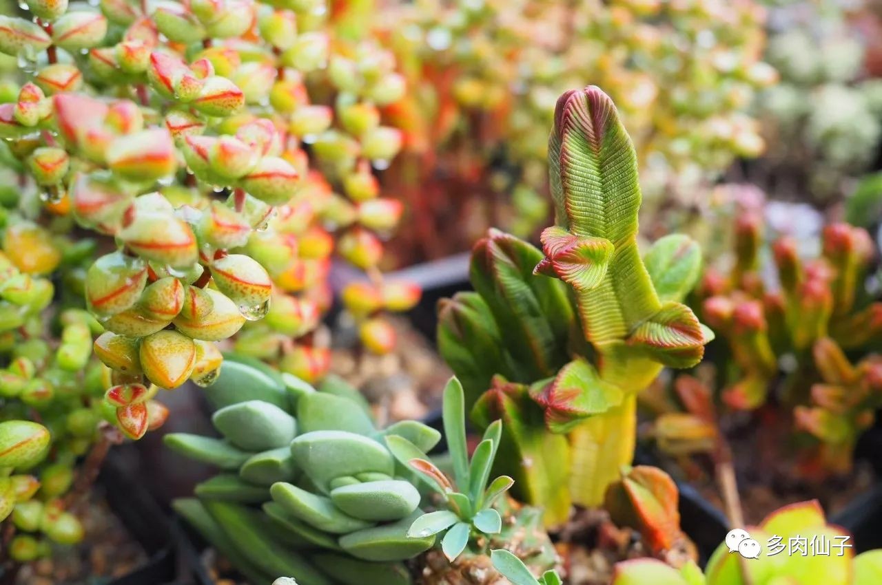 多肉很便宜了怎么养,多肉最难伺候的方法