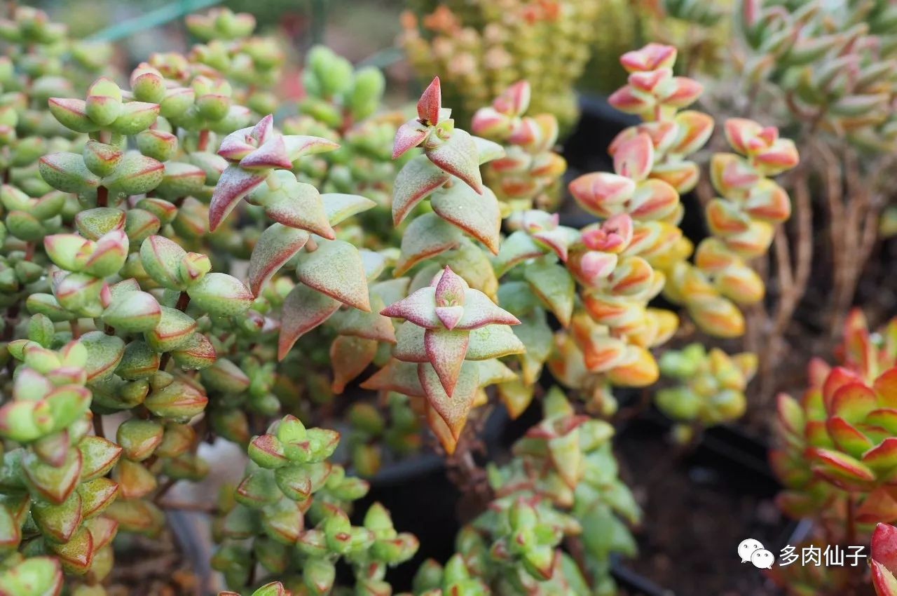 多肉很便宜了怎么养,多肉最难伺候的方法
