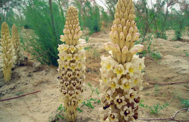 冬季中医食疗养生篇肉苁蓉,春夏进补肉苁蓉