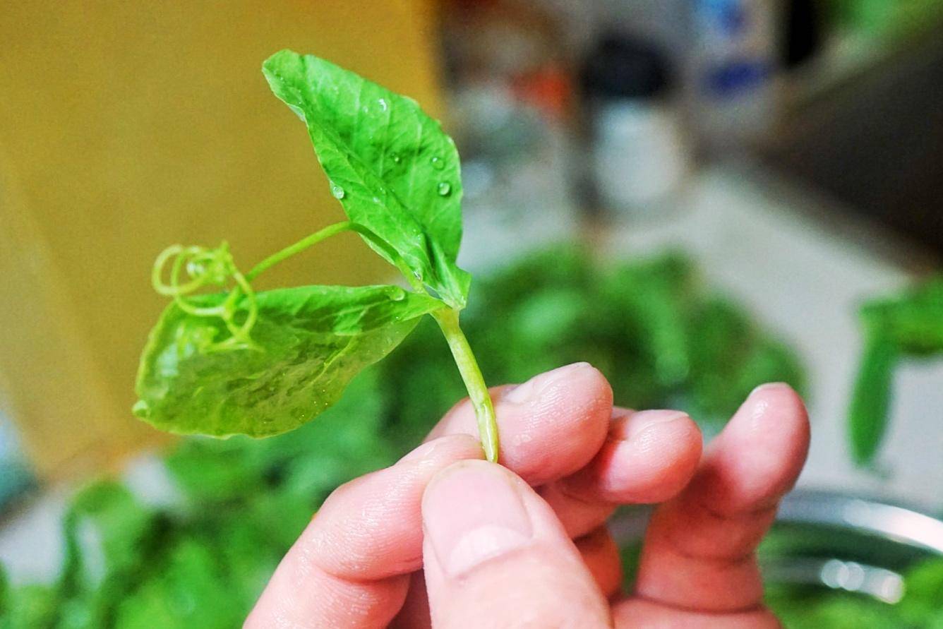 四川人最喜欢吃的几个素菜豌豆尖,重庆豌豆怎么吃好吃