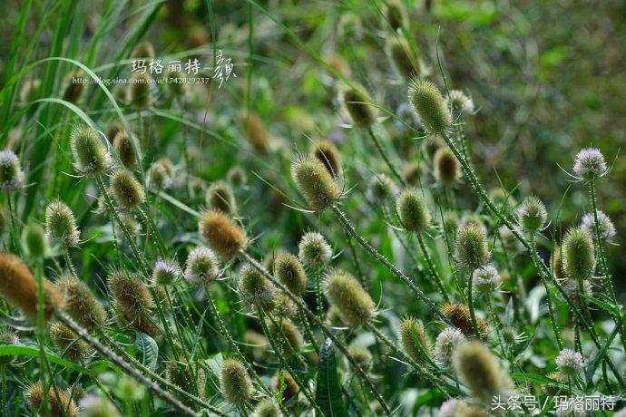 植物笔记解读视频,植物笔记关于花