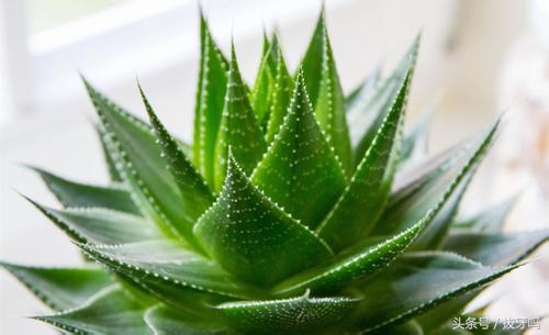 芦荟老是烂根是怎么回事,芦荟出现黄叶什么原因