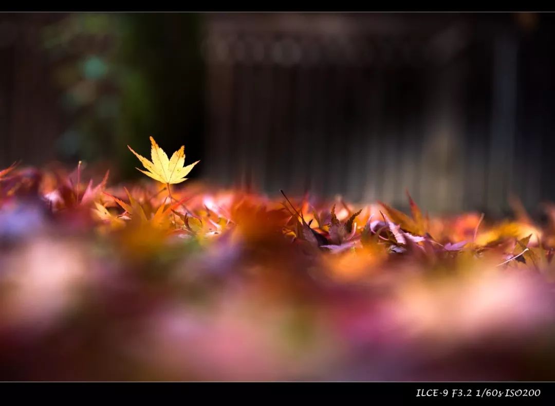 狗哥的热评,狗哥热评