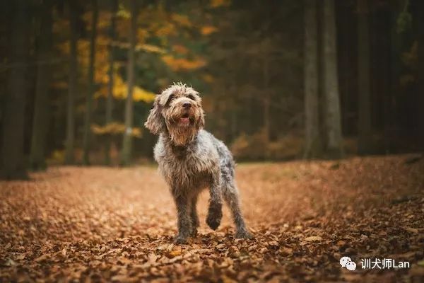 狗狗抬起一只前爪是什么意思,狗狗抬起一只前爪表示尴尬