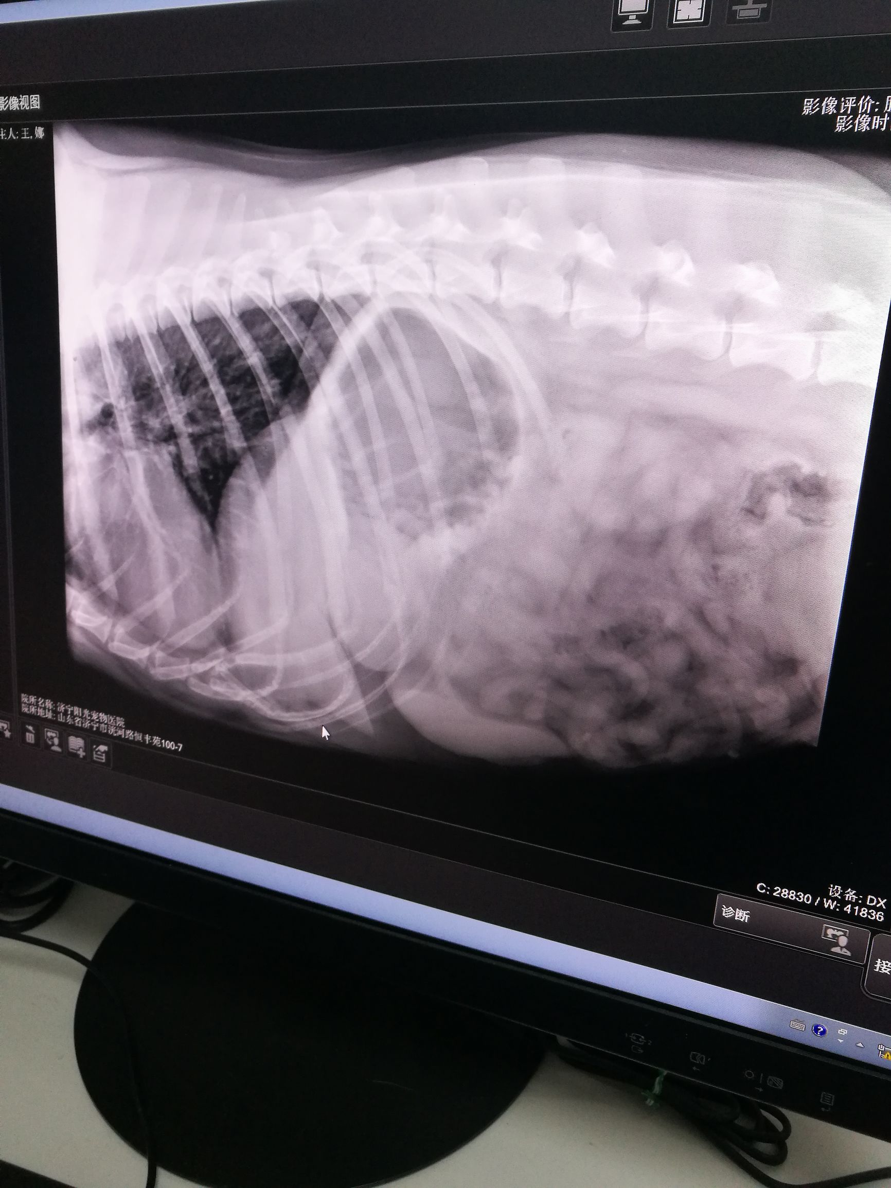 拉布拉多幼犬得传染病,拉布拉多犬得了狗瘟能活多久